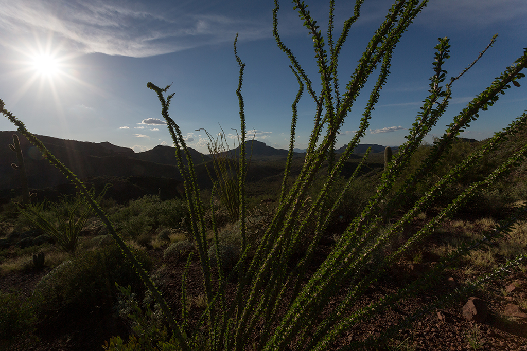 10-19 - 11.jpg - Organ Pipe Cactus National Monument